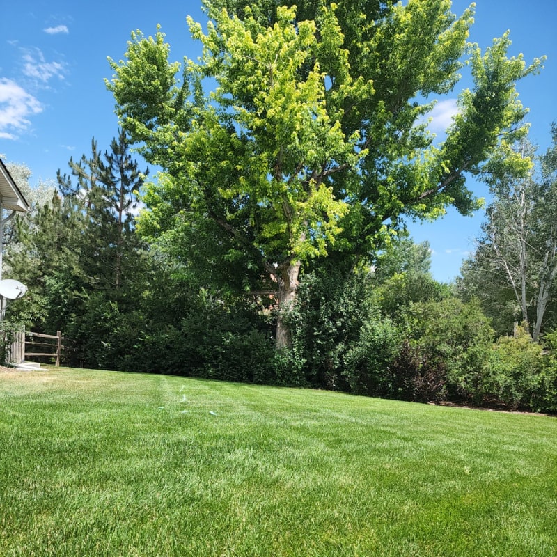 lawn care denver