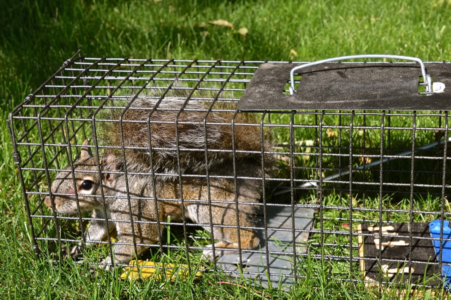 Wildlife Control Denver