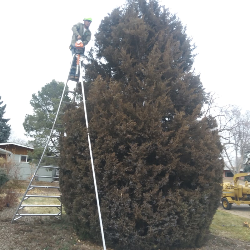 Tree Pruning Denver