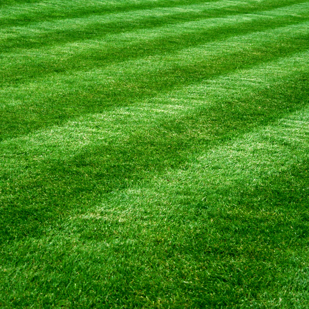 Arvada Lawn Care Services