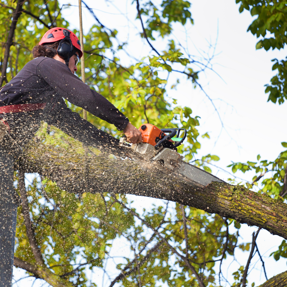 Tree Removal Denver