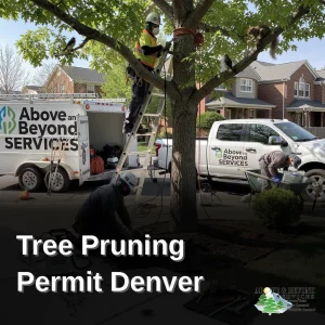 Above and Beyond Services operates locally in Denver, Colorado, giving the company direct familiarity