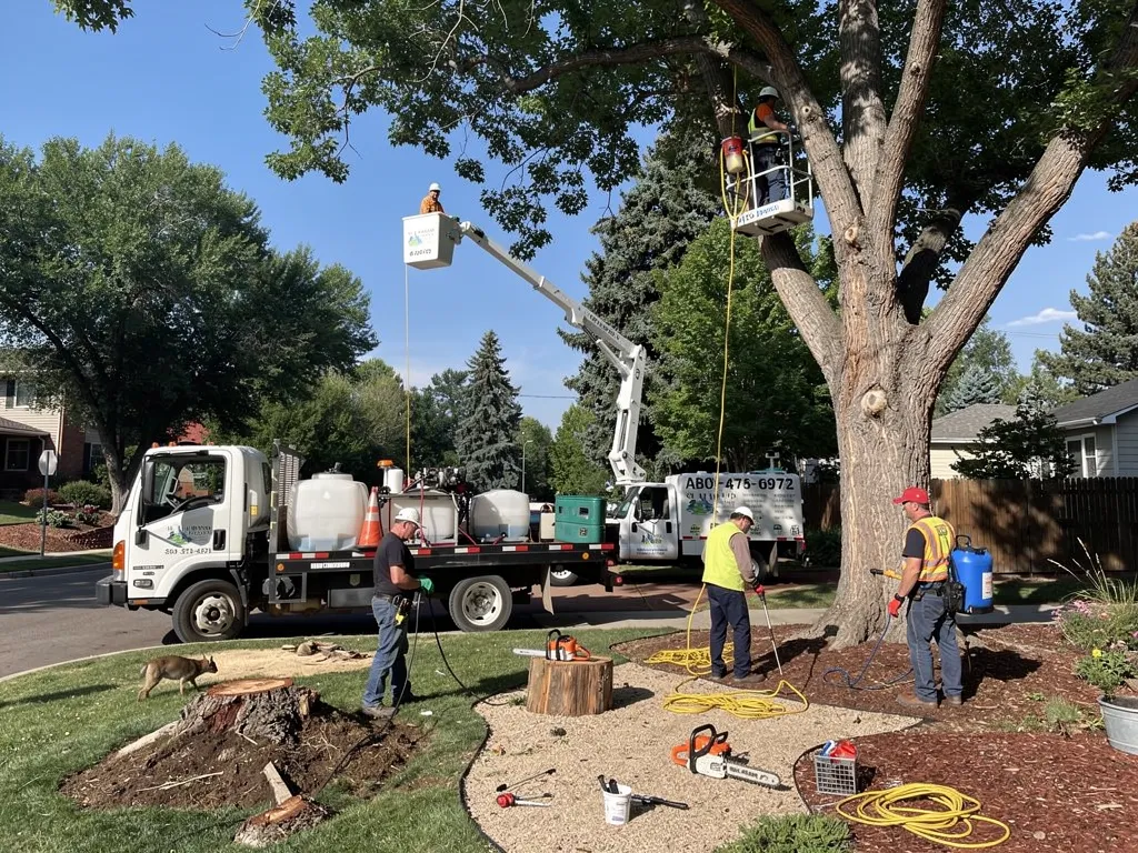 Do You Need a Permit to Trim Trees in Denver