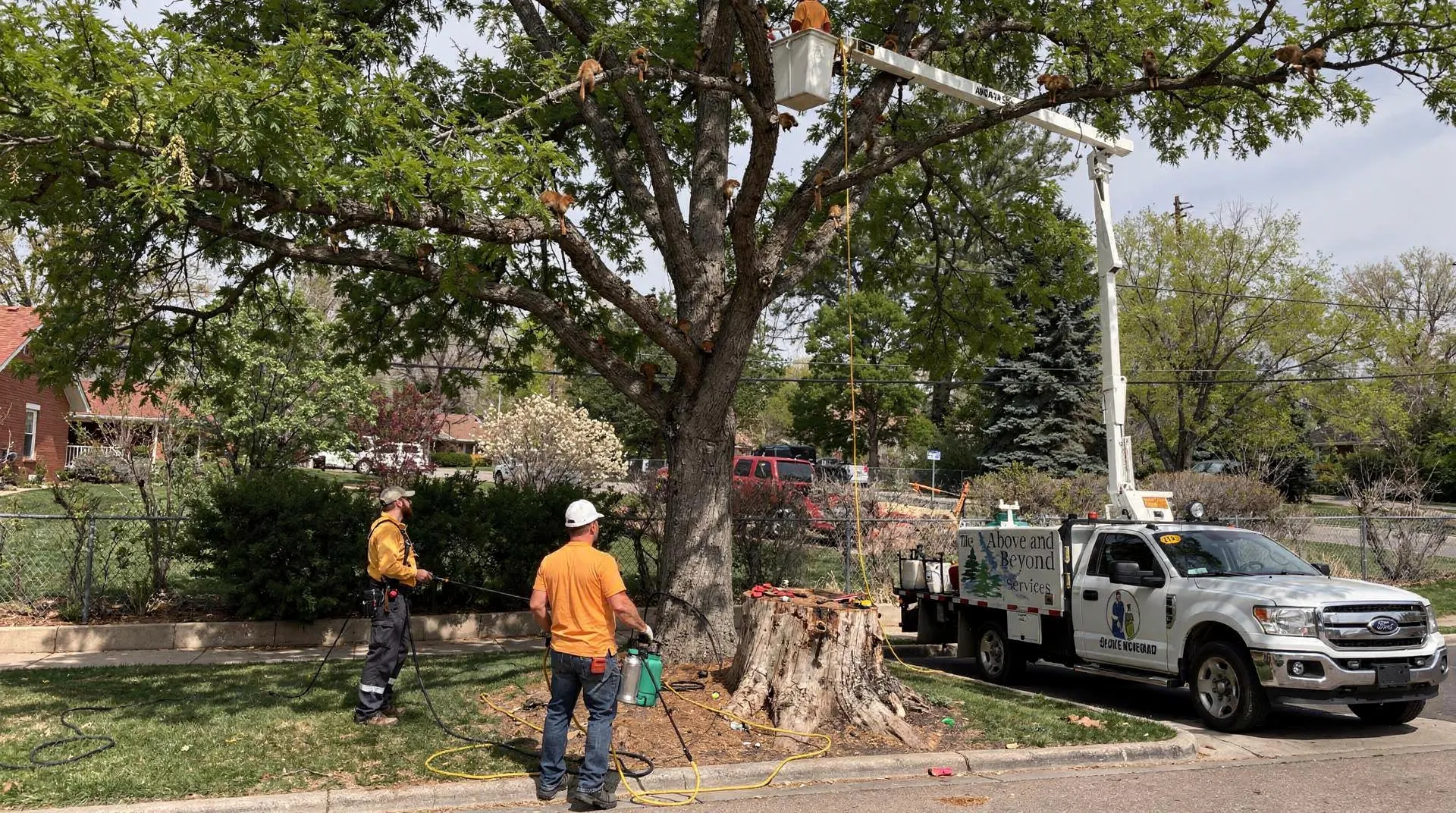 Pruning is about helping trees grow strong and preventing future problems, not merely cutting back